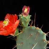 Opuntia bergeriana P1270890.JPG